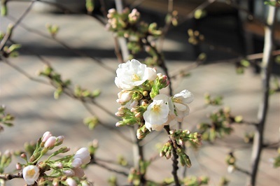 桜の花展＠緑の相談所_2021.03.19_d0131668_17062235.jpg