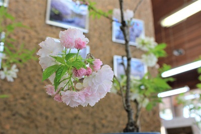 桜の花展＠緑の相談所_2021.03.19_d0131668_17102054.jpg