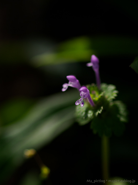 野草本番_e0097970_22211825.jpg