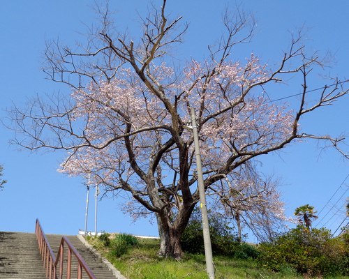 路傍の花、樹々の鳥（404）　～　団地の桜　～　_b0102572_16520381.jpg