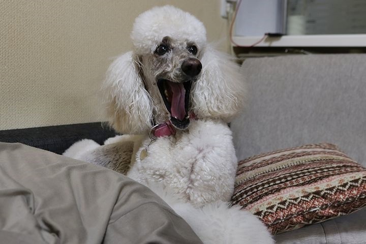 船をこぐ うちにかえろう