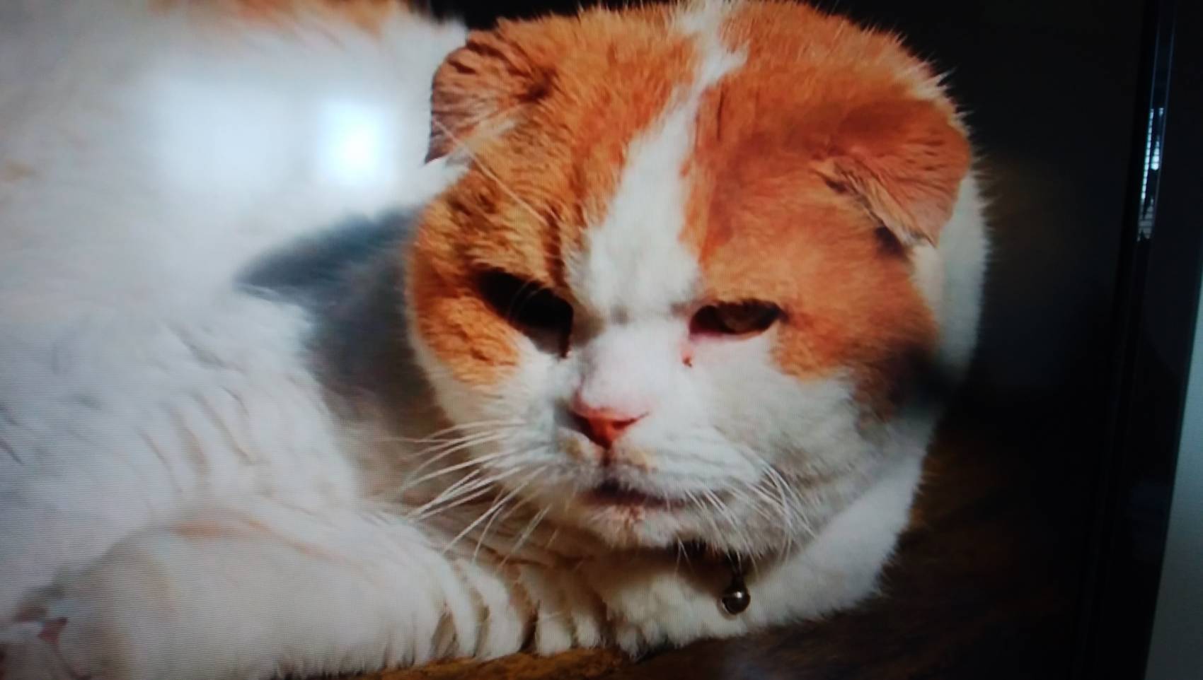 養老さんちの マル 独居老人奮闘記