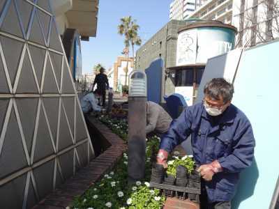 ガーデンふ頭総合案内所前花壇の植替えR3.3.15_d0338682_16512189.jpg