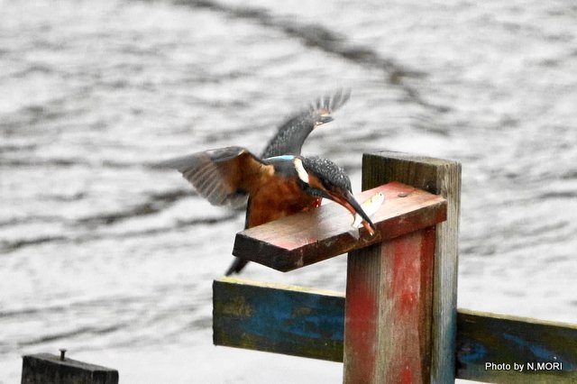 カワセミ、餌獲ったど～～_b0115085_18471193.jpg