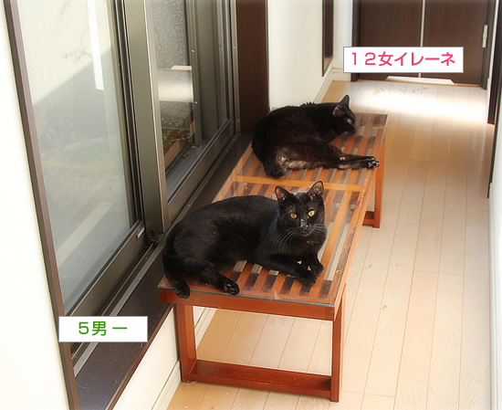 猫カフェの舞台裏 ちいさなチカラ 猫カフェの舞台裏 ちいさなチカラ
