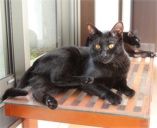 猫カフェの舞台裏_a0389088_10041260.jpg