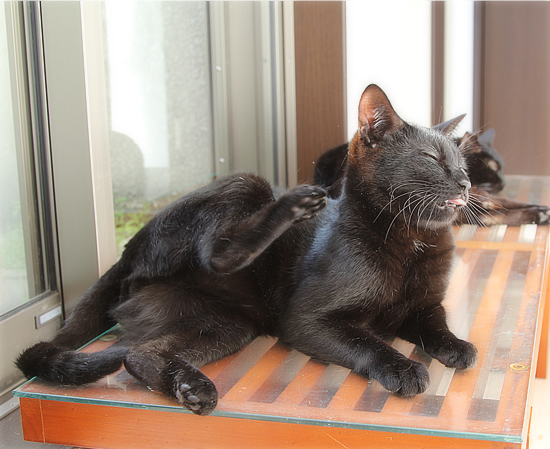 猫カフェの舞台裏_a0389088_10041270.jpg