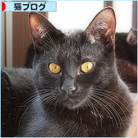 猫カフェの舞台裏_a0389088_10041314.jpg
