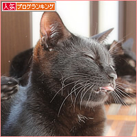 猫カフェの舞台裏_a0389088_10041349.jpg