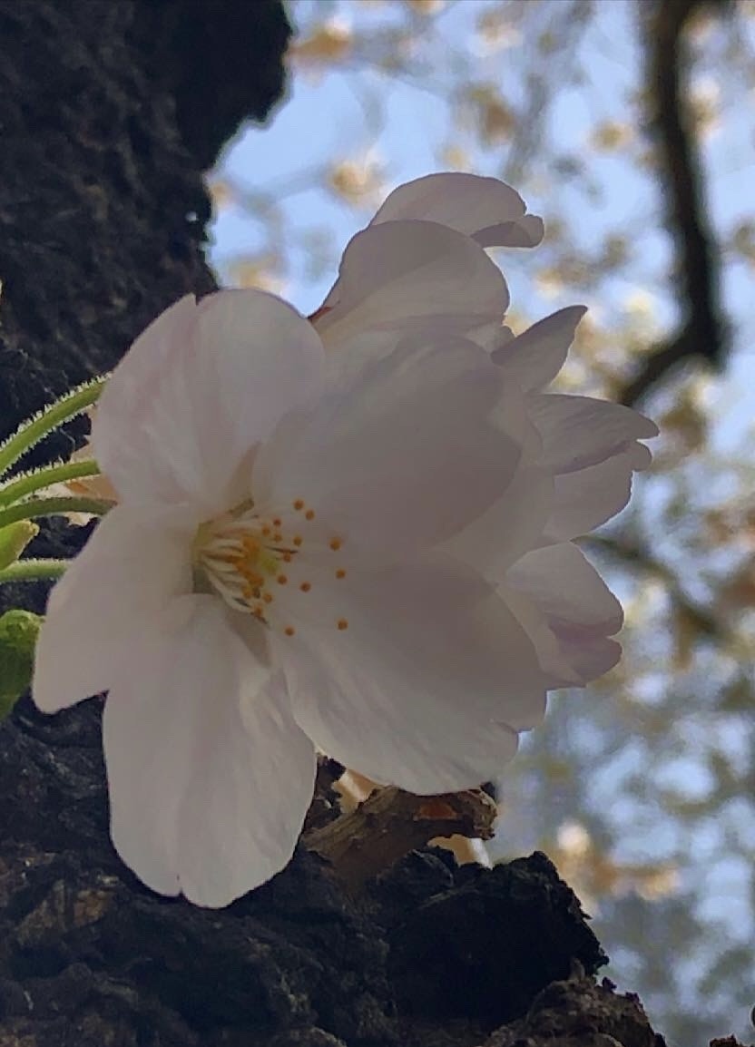 板金補修_a0129492_20365813.jpeg