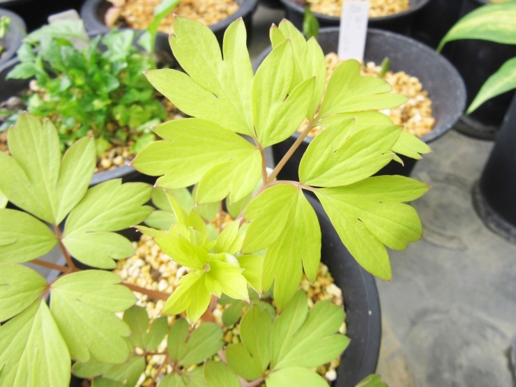 花はなくとも目を引く斑入り山野草 園芸のいのうえ屋