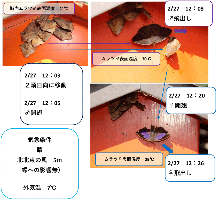 2020年度見沼田んぼ越冬ムラサキツバメで少し分かったこと in2020.12.31~03.20_a0126632_15002988.gif