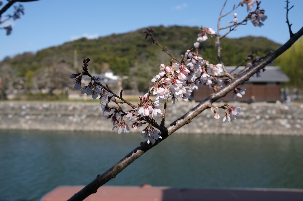 先週の桜_e0374932_07495275.jpg