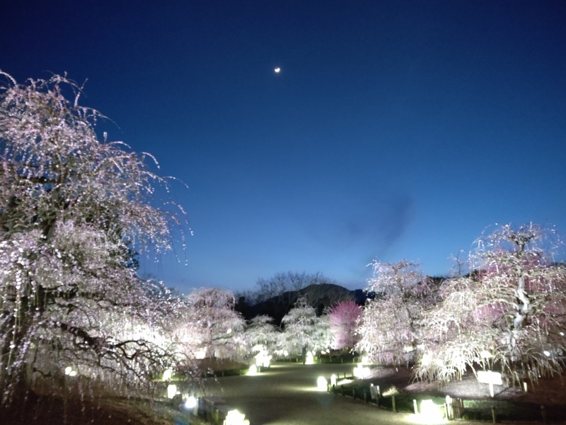 鈴鹿の森庭園 しだれ梅まつり 夜のライトアップ編 春の三重 Emily Diary 鈴鹿の森庭園 しだれ梅まつり 夜のライトアップ編 春の三重 Emily Diary