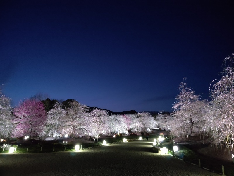 鈴鹿の森庭園 しだれ梅まつり 夜のライトアップ編 春の三重 Emily Diary 鈴鹿の森庭園 しだれ梅まつり 夜のライトアップ編 春の三重 Emily Diary