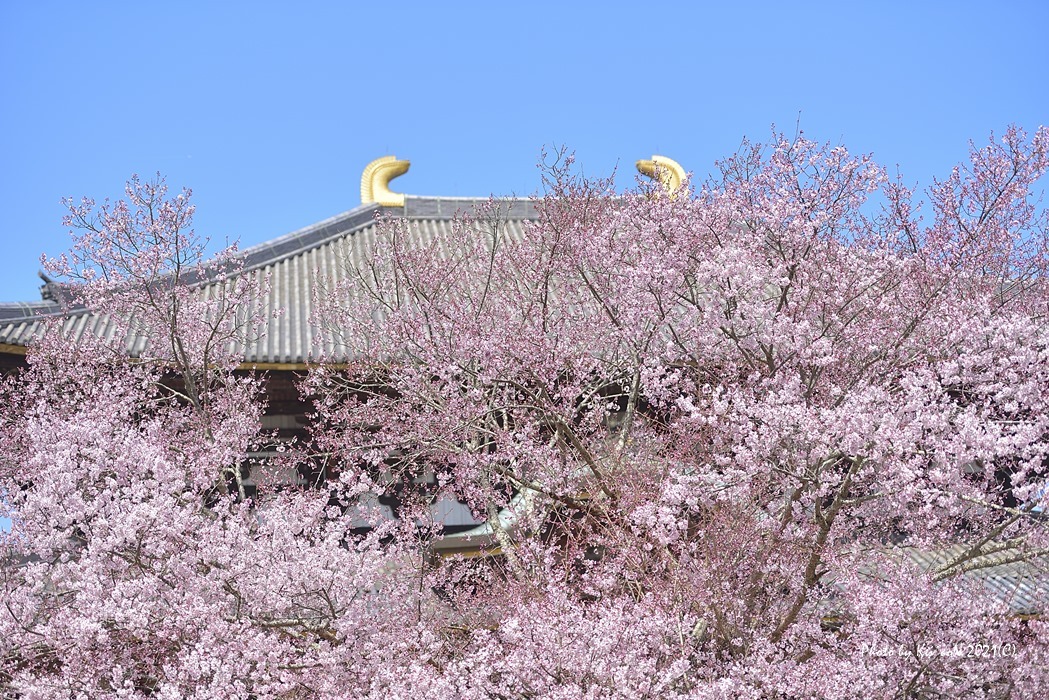 春はここから 大仏殿 ささやかに桜開花情報 21 Sakura 1 東大寺が大好き 春はここから 大仏殿 ささやかに桜開花情報 21 Sakura 1 東大寺が大好き