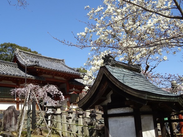 氷室神社の桜_b0299042_10384891.jpg