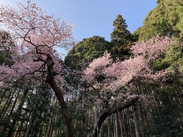 千女房の山桜と福智山の虎尾桜 信ちゃんの美夜古たより