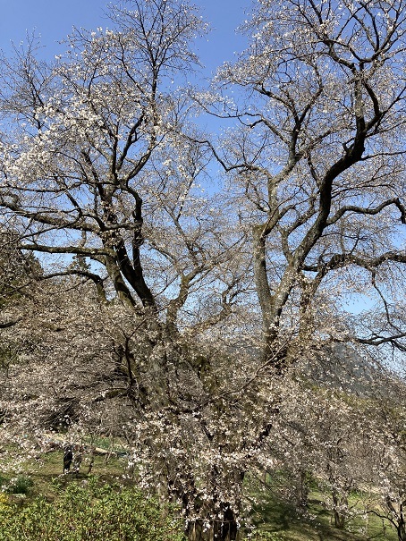 千女房の山桜と福智山の虎尾桜 信ちゃんの美夜古たより