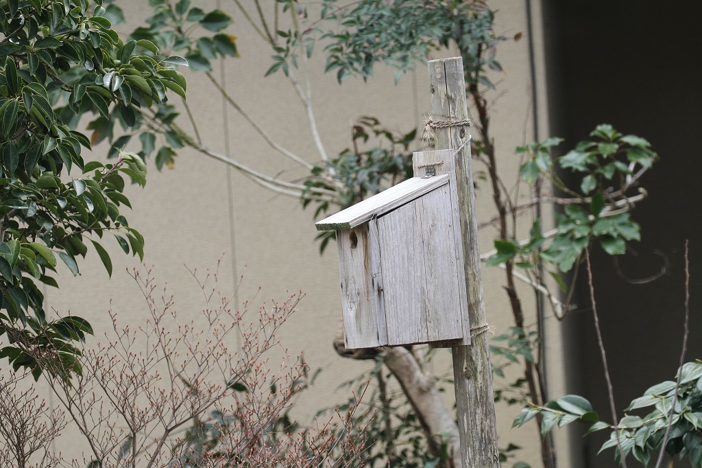 庭の巣箱にシジュウカラの巣作りが始まりました シャムネコモモの日記