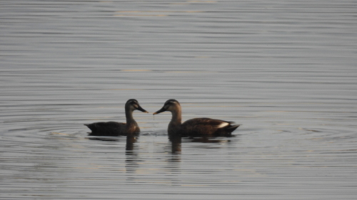 今日出会った野鳥たち20210320_d0072553_15080190.jpg