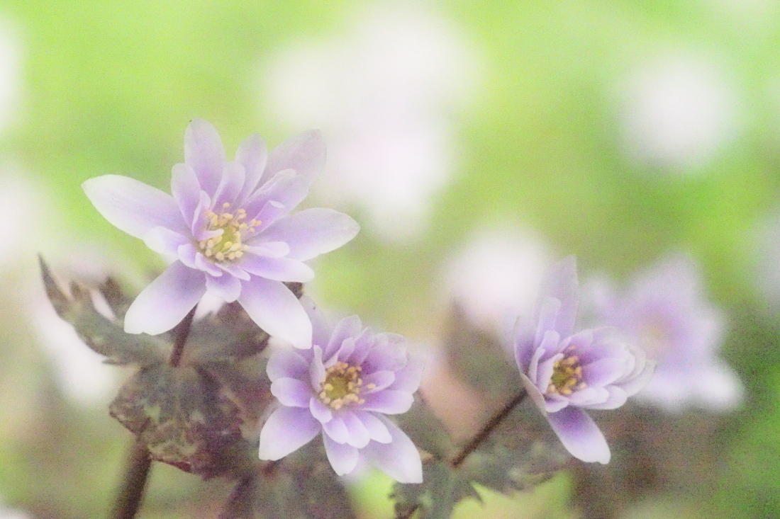 雪割一華　　　滋賀県_d0286954_04391100.jpg