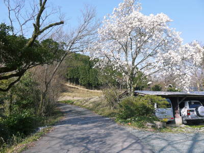 熊本県菊池市、菊池水源の山奥にある株式会社旬援隊のにも春が訪れました(2021)_a0254656_17005969.jpg