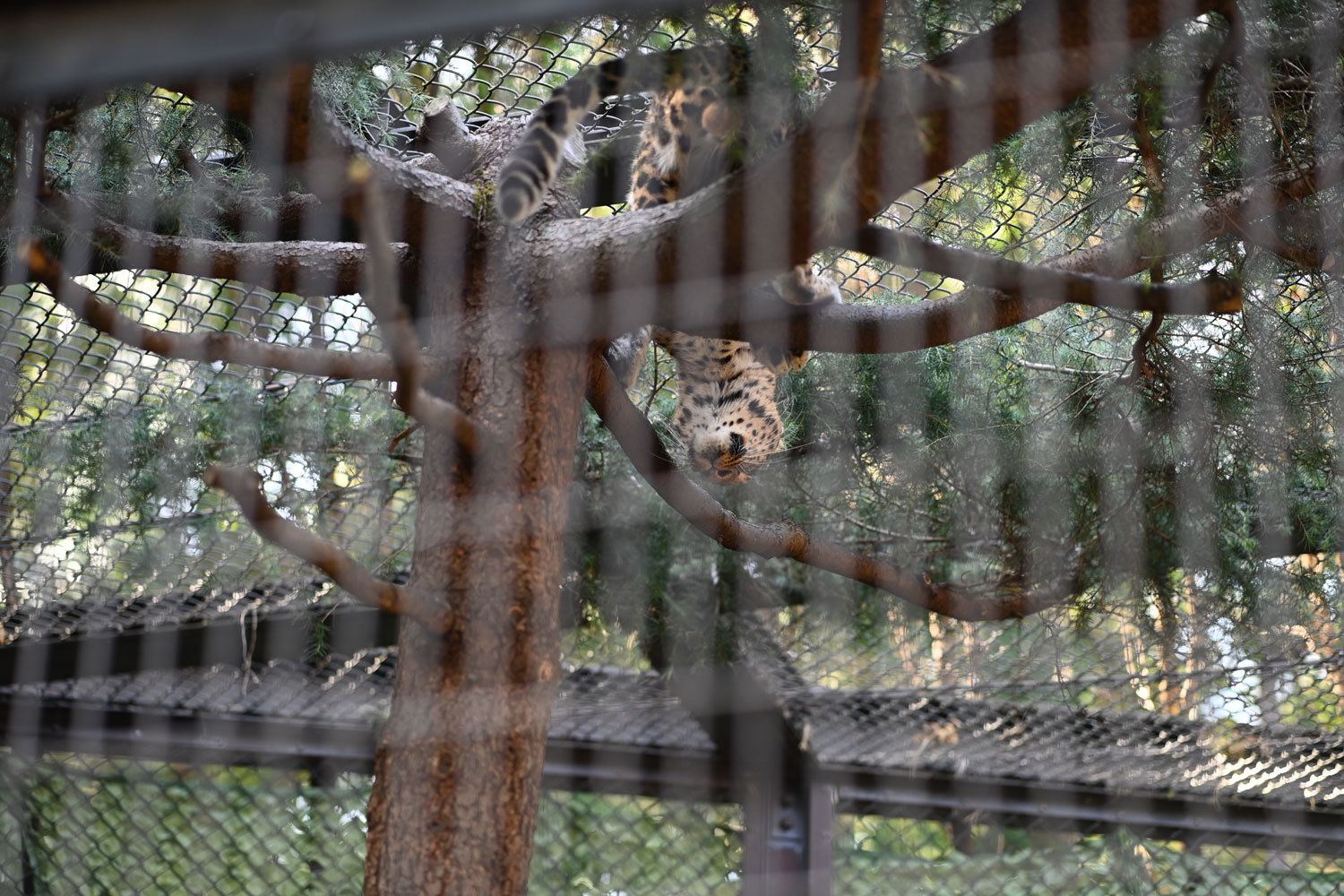 ダッシュのバンジージャンプ 動物園へ行こう ダッシュのバンジージャンプ 動物園へ行こう
