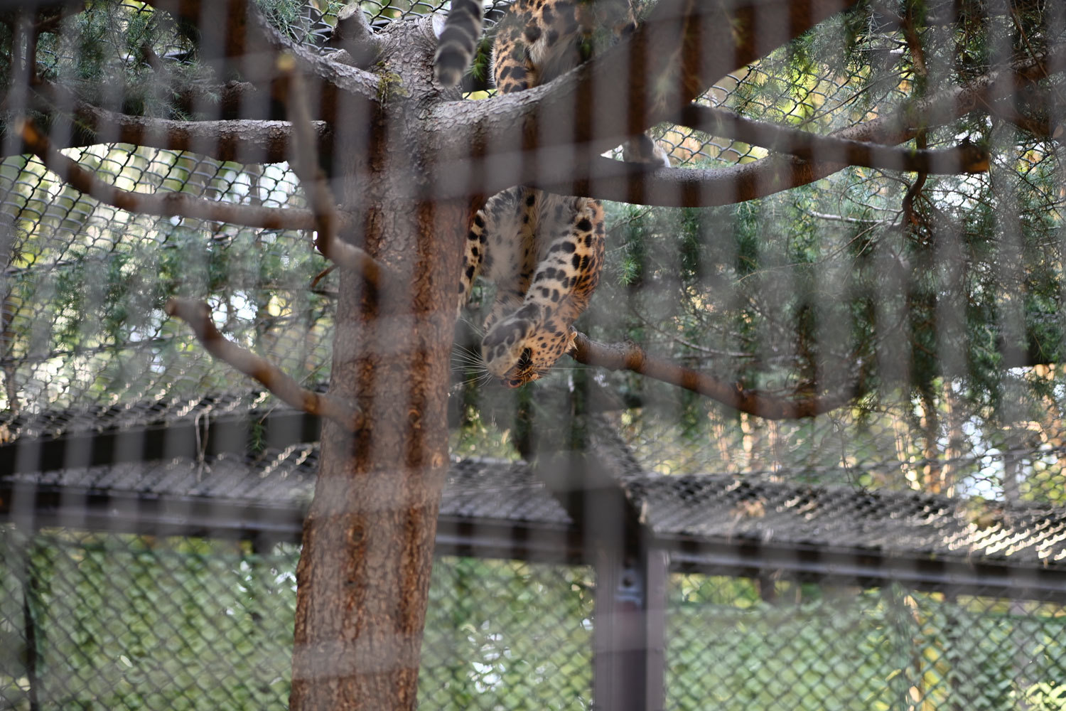 ダッシュのバンジージャンプ 動物園へ行こう ダッシュのバンジージャンプ 動物園へ行こう