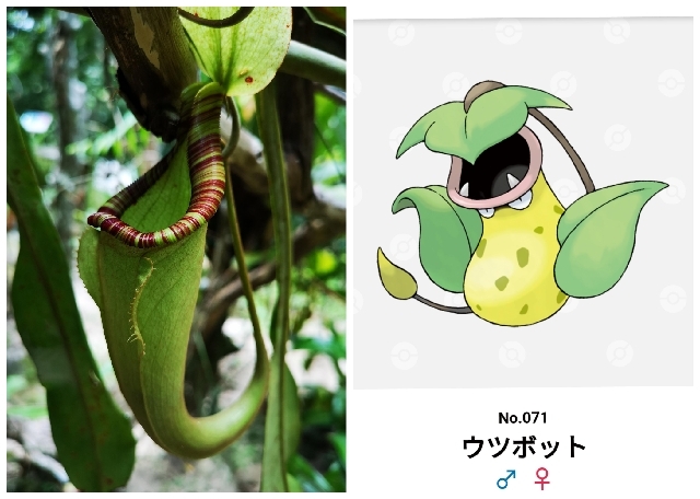マレーシアの本物のポケモン コタキナバル マレーシア のあれこれ マレーシアの本物のポケモン コタキナバル マレーシア のあれこれ