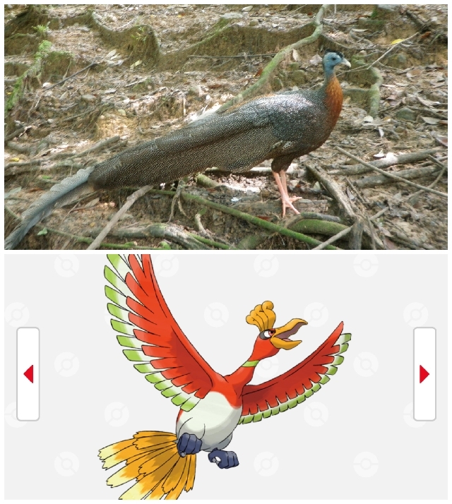 マレーシアの本物のポケモン コタキナバル マレーシア のあれこれ