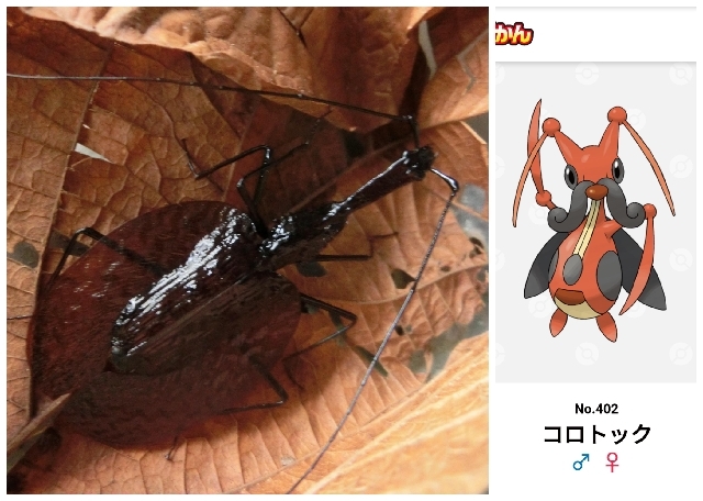 マレーシアの本物のポケモン_a0132757_19325552.jpg