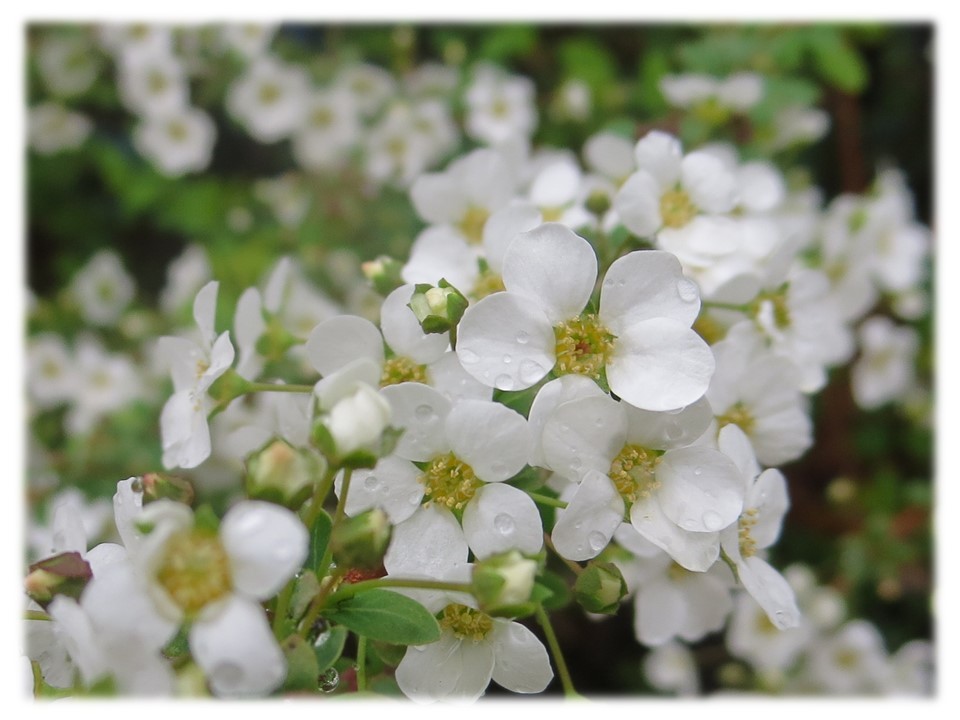大阪でも桜が咲き始めました。_c0185858_17335745.jpg