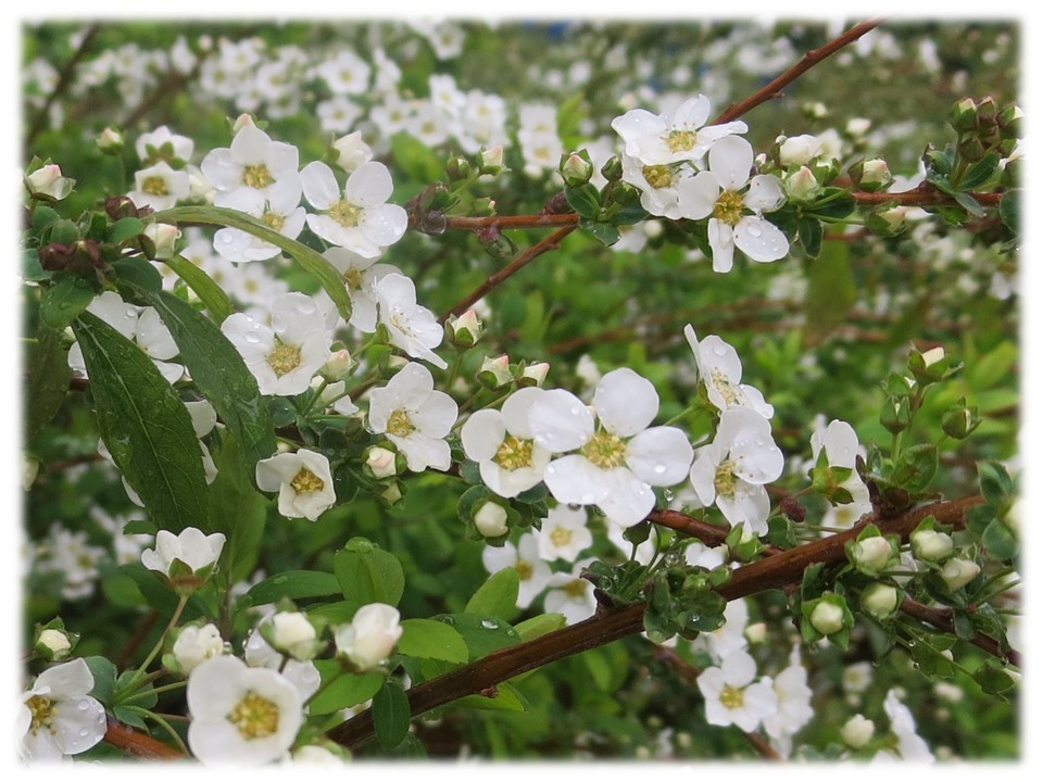 大阪でも桜が咲き始めました。_c0185858_17340252.jpg