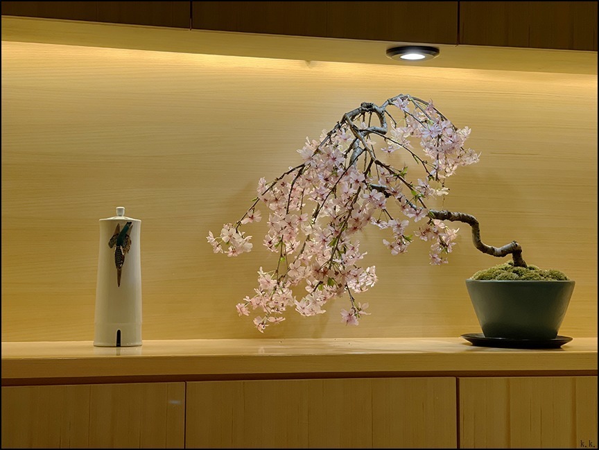 満開のサクラは 盆栽の フジしだれ桜 で楽しみました 生きる歓び Plaisir De Vivre 人生はつらし されど愉しく美しく