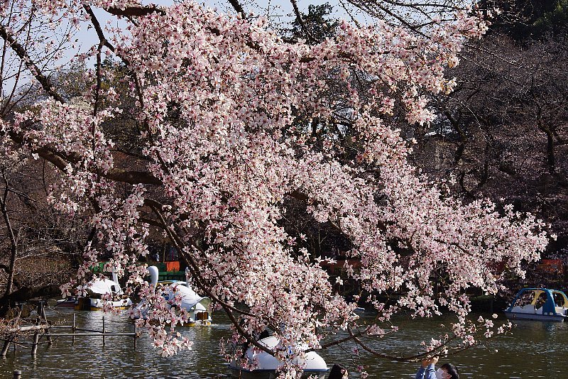 井の頭公園にて☆続き_a0355365_16165241.jpg