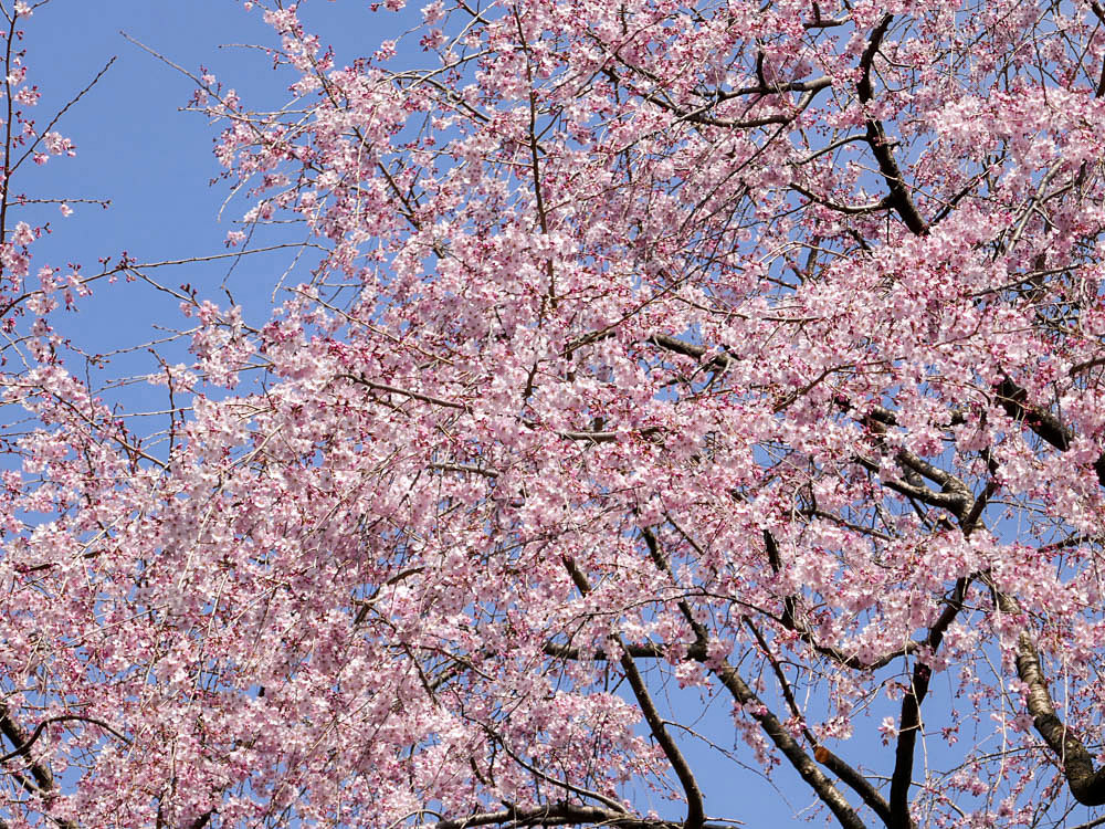 大宮公園の桜は？_f0199866_10563747.jpg