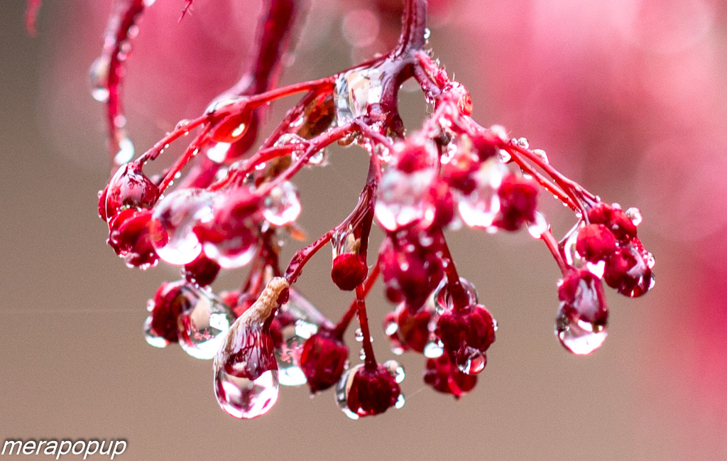 モミジの花の蕾 The Blog Of Meraki