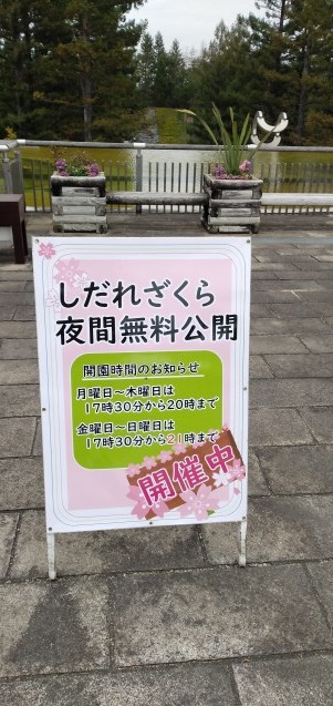 しだれ桜 五十路を過ぎてブログに挑戦 しだれ桜 五十路を過ぎてブログに挑戦