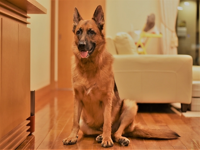 シェパードは飼い易い犬か、それとも_d0360206_22230027.jpg