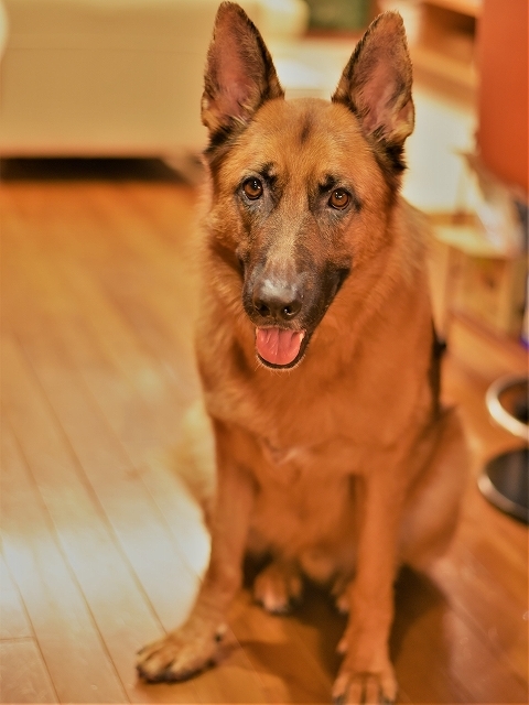 シェパードは飼い易い犬か、それとも_d0360206_22230037.jpg