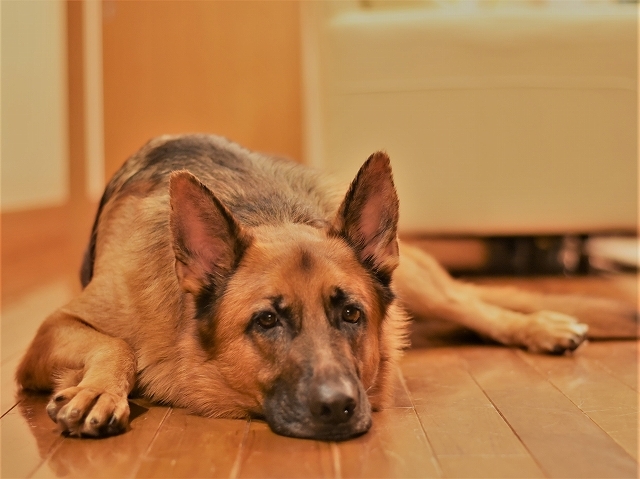 シェパードは飼い易い犬か、それとも_d0360206_22230066.jpg