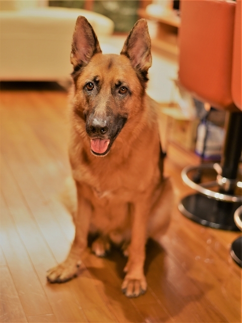 シェパードは飼い易い犬か、それとも_d0360206_22230081.jpg