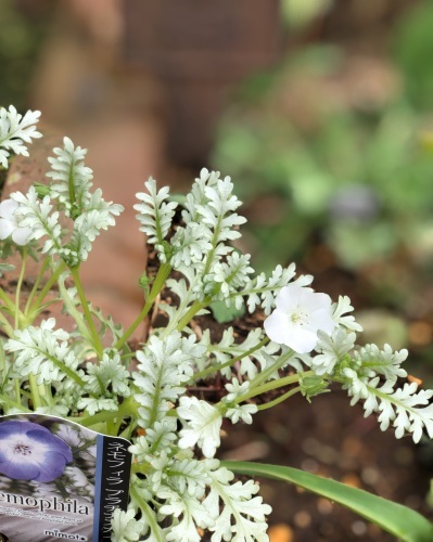 白が寒々しくならない季節 : Summer Snow