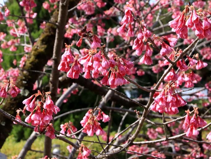 早咲き桜色々　植物園（1）_e0048413_21111807.jpg
