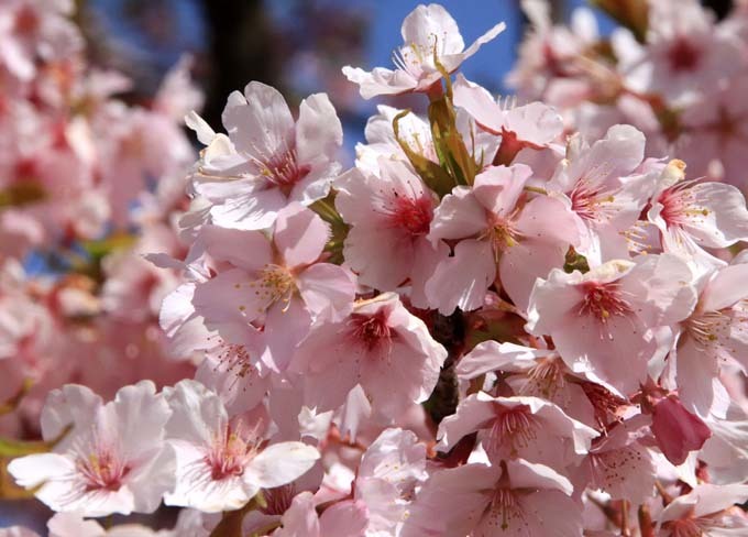 早咲き桜色々　植物園（1）_e0048413_21112837.jpg