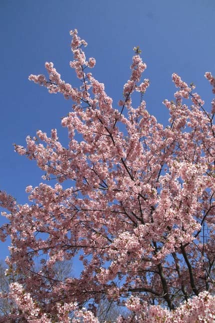 早咲き桜色々　植物園（1）_e0048413_21113348.jpg