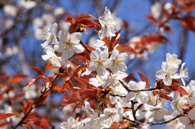 早咲き桜色々　植物園（1）_e0048413_21113856.jpg
