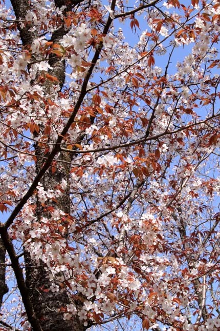 早咲き桜色々　植物園（1）_e0048413_21114306.jpg