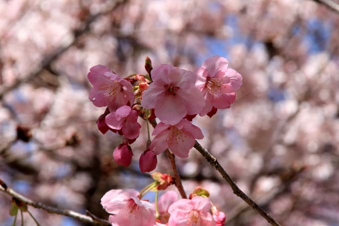 早咲き桜色々　植物園（1）_e0048413_21114716.jpg